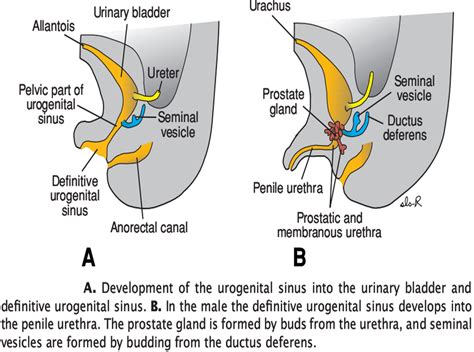 urachus function.